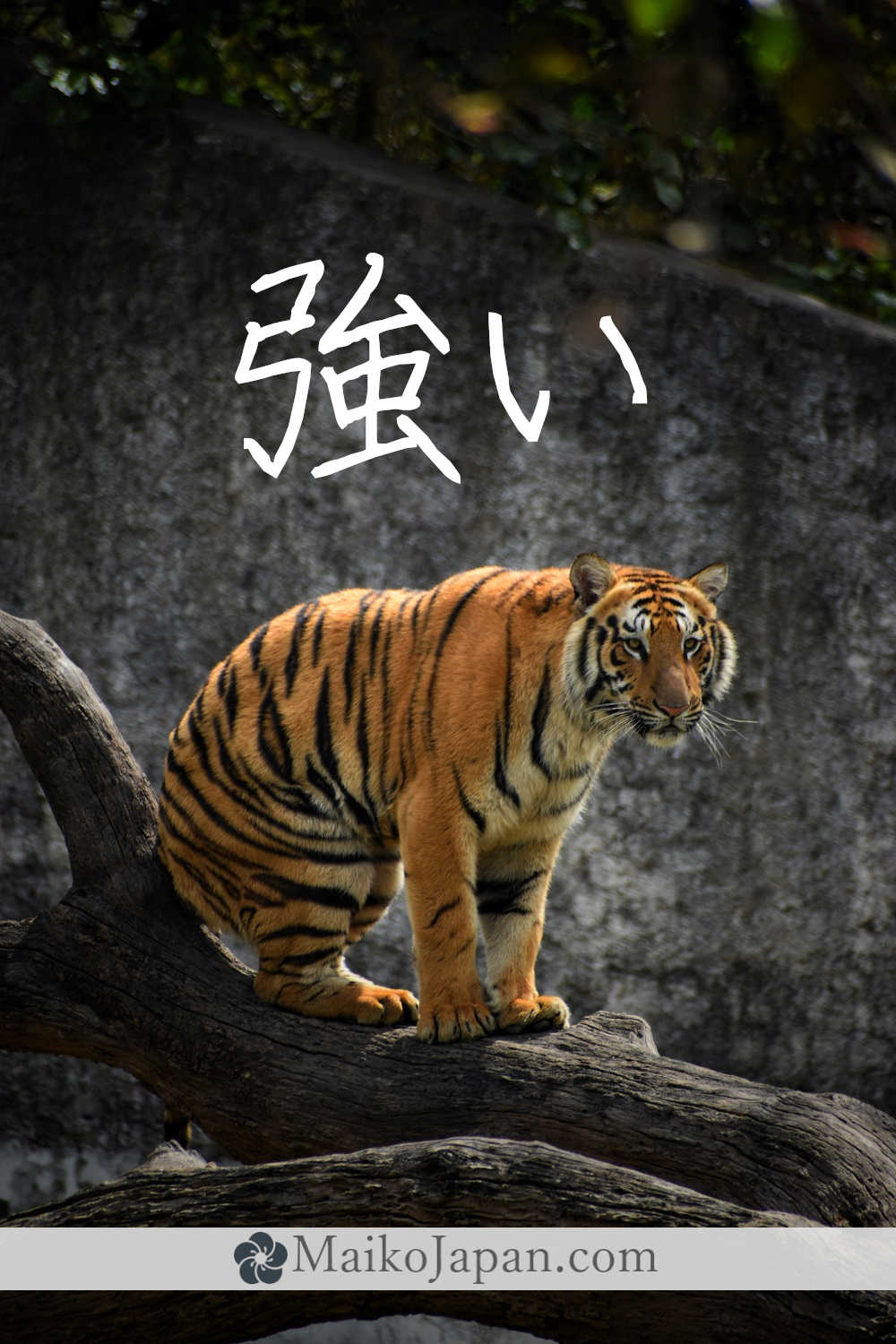 [強] Handwritten Kanji for strong and its Readings, Radical and Usage ...