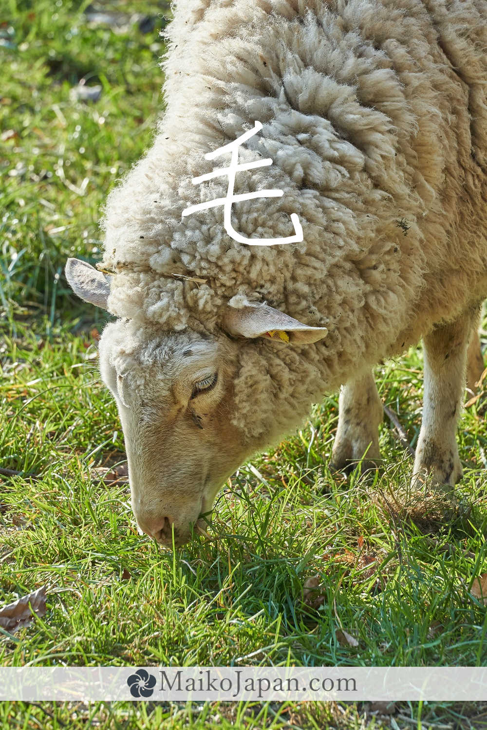 [毛] Handwritten Kanji for hair and its Readings, Radical and Usage ...